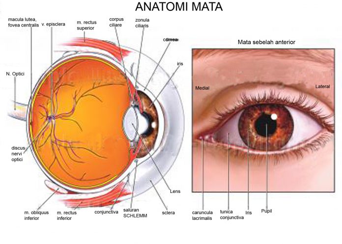 eye