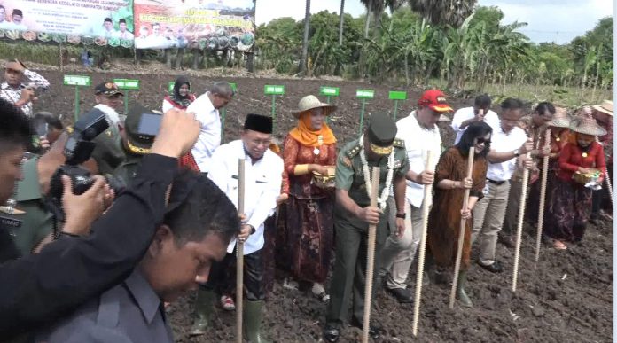 tanam jagung