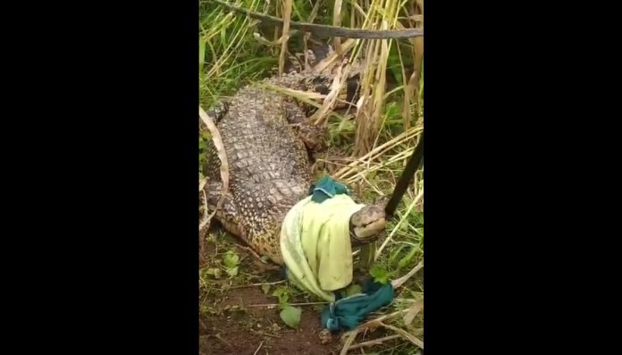 Buaya sepanjang 2,5 meter berada di tengah ladang jagung milik warga di Bangkalan, Madura, Jawa Timur. (Foto: Moch. Sahid)