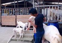 Jelang Hari Raya Idul Adha 2026, Peternak di Pamekasan Banjir Pesanan Hewan Kurban