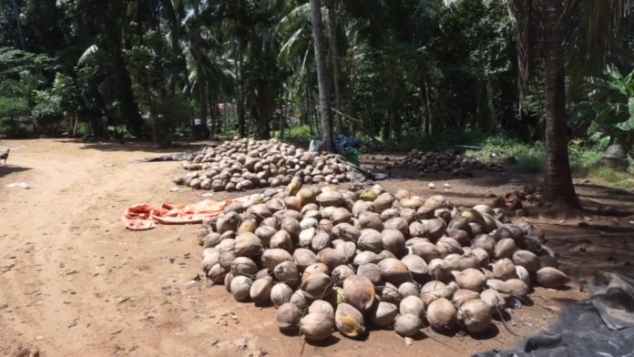 kelapa