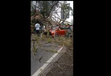 Pohon Tumbang Timpa Mobil Sedang Melaju